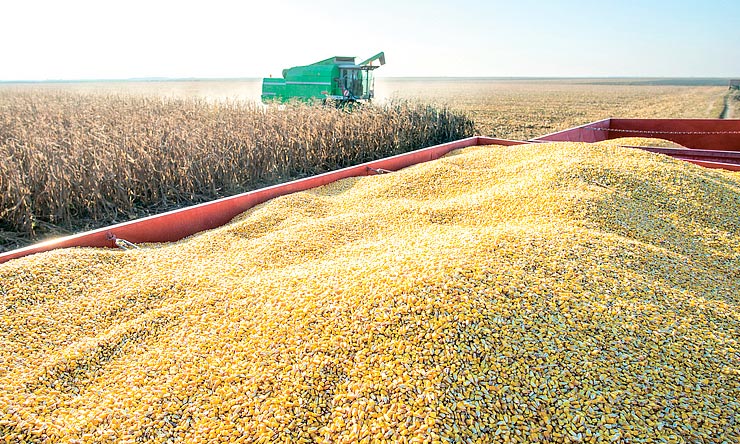 У господарстві на Київщині розповіли, як обрати надійний гібрид кукурудзи та бути впевненим у посівах