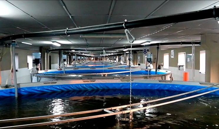 Рибна ферма AquaCity на Київщині продовжує працювати