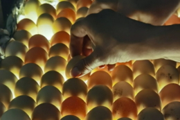 Положення та рухливість жовтка ‒ найважливіші показники якості інкубаційних яєць
