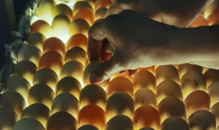 Горохівський інкубатор приймає яйця птиці на інкубацію