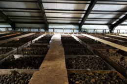 Виробники розповіли, як зберігати картоплю 11 місяців без втрати якості 