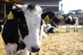 «Аграрна компанія 2004» виробляє понад 62 тонни молока на добу