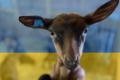 Козина ферма на Київщині продає молочку й допомагає захисникам