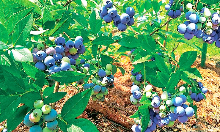 Власники господарства «Органічний сад» вирощують на схилах Карпат плантацію органічної лохини площею 12 га