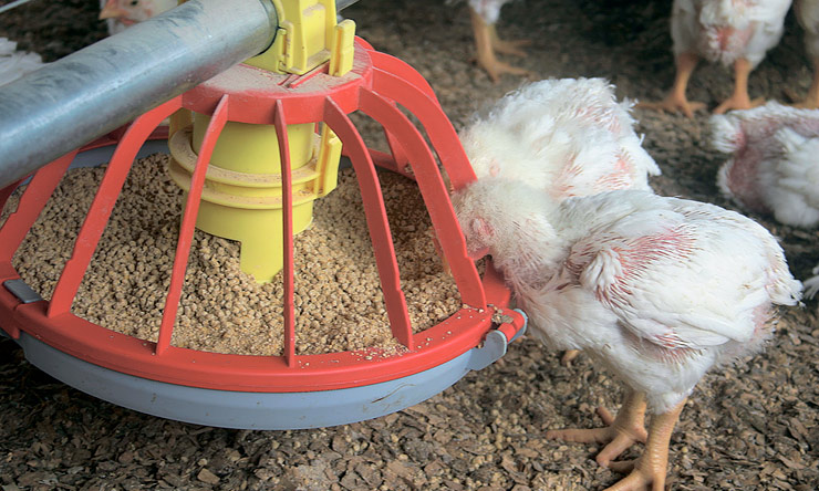 Вирощування птиці без антибіотиків потребує застосування комплексного підходу