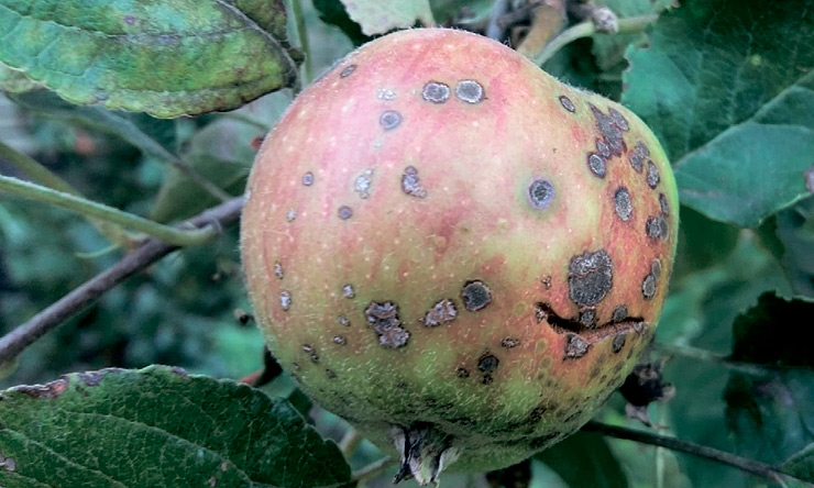 Застосування препаратів проти парші дозволить садівникам надійно захистити врожай