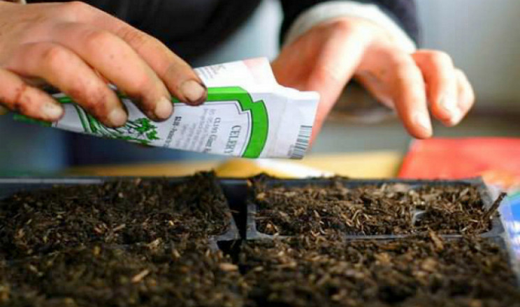МінАПК скасовує додаткові процедури з сертифікації насіння