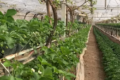 «Павлівські» на Херсонщині незабаром збиратимуть урожай суниць садових