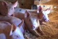 Виробники і переробники свинини не сподіваються на святковий ажіотаж