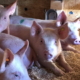 Тарутинська аграрна компанія для лікування свиней застосовує антибіотики точково