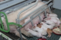 Херсонська «Зоотехнологія» шукає білково-мінеральні добавки для свиней