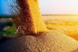 Українські аграрії експортували майже 3 млн тонн зерна