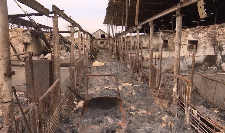 У харківському господарстві за окупації згоріло 120 голів худоби