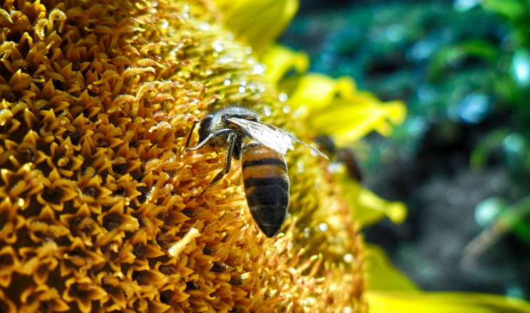 Першу в світі вакцину для медоносних бджіл схвалили у США
