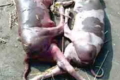 Конкретну причину аборту у корів часто встановити важко