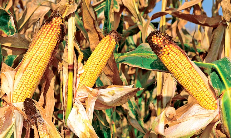 Як підприємству «Фермер» вдається збирати рекордні врожаї кукурудзи в зоні ризикованого землеробства