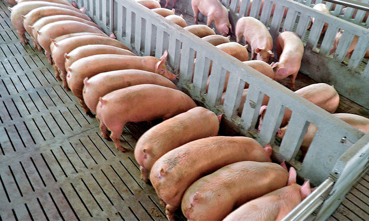 Система рідкої годівлі свиней дає змогу підприємствам бути конкурентнішими