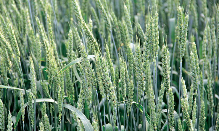 Дробне внесення добрив та ефективний захист дають змогу отримати високий урожай пшениці в умовах нестабільного зволоження