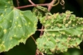 Філоксеростійка підщепа – єдиний шлях захисту винограду