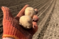Волинське насіннєве господарство висаджує продовольчу картоплю