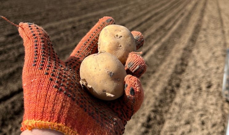 Волинське насіннєве господарство висаджує продовольчу картоплю
