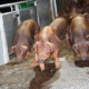 Генетику свиней періодично треба змінювати