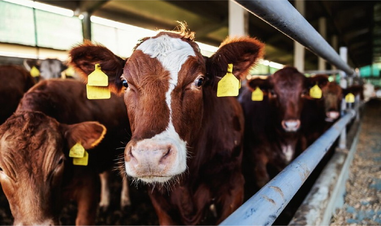 Біорегуляційні препарати використовують для терапії маститу в корів