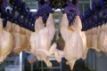 «Агроль» готується експортувати курятину до Європи