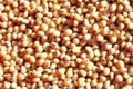 Дефіциту насіння сої на ринку немає, – виробники