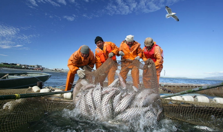 Місцеві бюджети залучили від аукціонів на промисловий вилов риби понад 63 млн грн