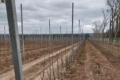 На Одещині заклали яблуневий сад з плановою врожайністю 50 т/га