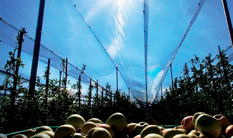 Зменшити пошкодження опіків дерев можна захистом тканин, а вилікувати — замазкою