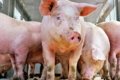 KSG Agro наростив обсяг реалізації свиней у березні на 3%