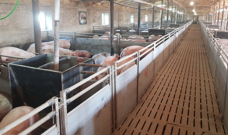 Свиногосподарство на деокупованій території має підземну галерею