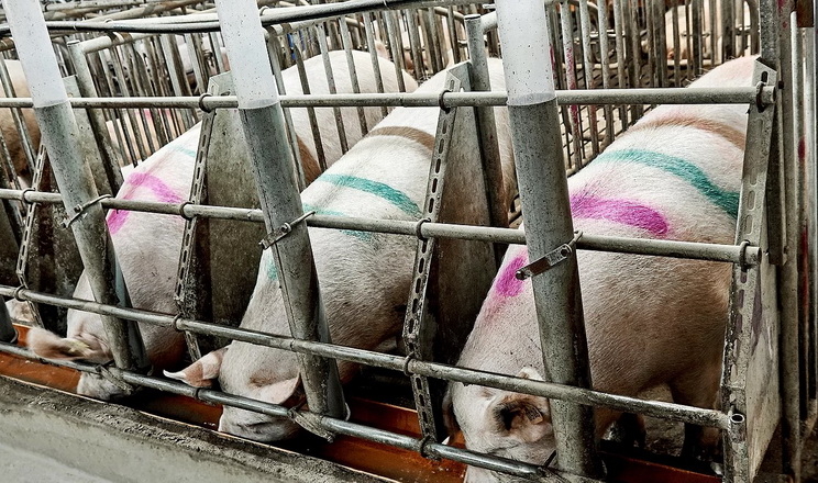 Екзогенні ферменти можуть ефективно знижувати конверсію корму в свиней