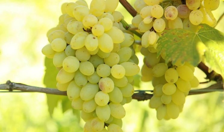 Учені вивчають вплив підщепи на якість винограду