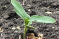 «Агротрейд» отримав перші сходи соняшнику й кукурудзи на Сумщині