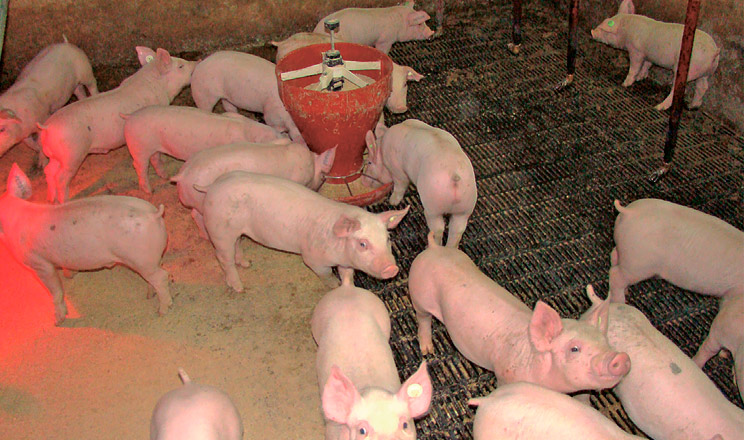 Склад кормових сумішей для молодняку свиней має відповідати їх напруженому росту