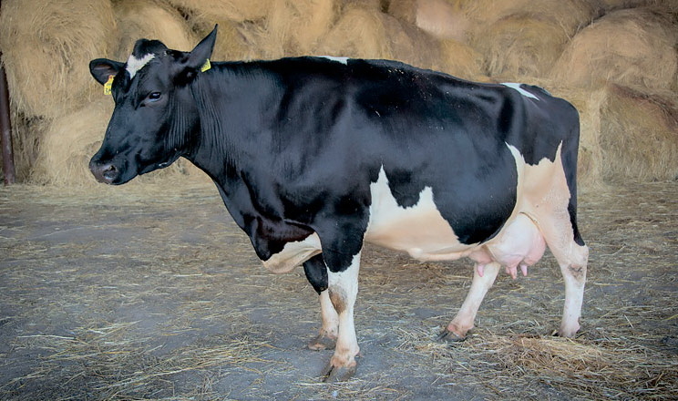 Інтернаціональна генетика дозволяє «Вітчизні» отримувати здорових корів