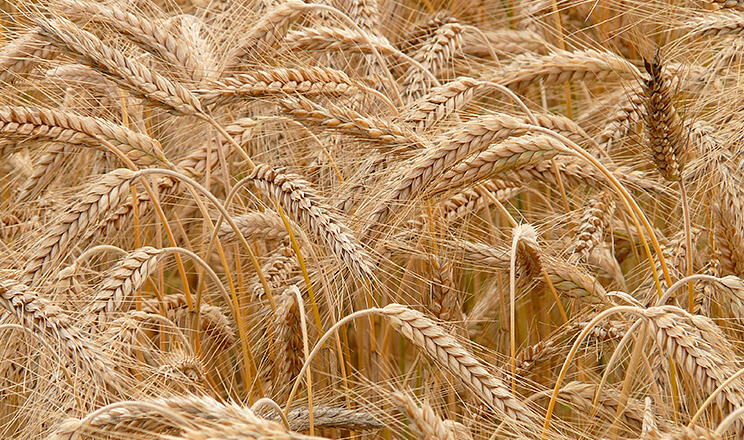 Гібридне жито є найбільш придатною культурою для виробництва біогазу