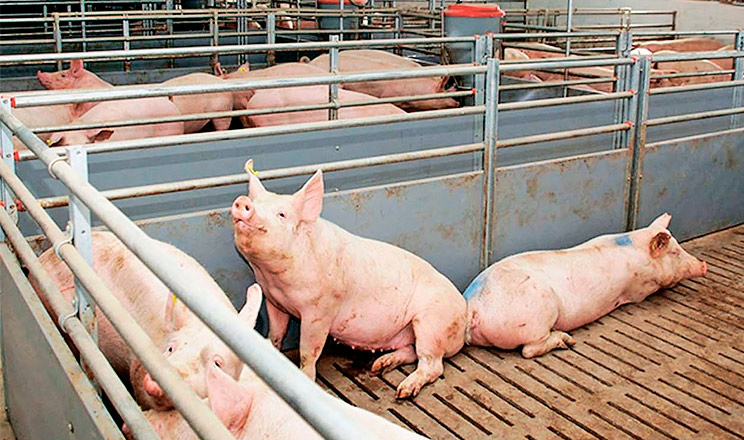 Комплексне будівництво та облаштування свинокомплексів — переваги вітчизняного виробника