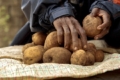 Через війну камерунські фермери збільшують площі під картоплею