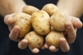 У Західній Європі може бути низький урожай картоплі