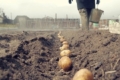 В росії виділяють городи для робітників заводів