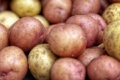 У Москві виник ажіотаж на насіннєву картоплю