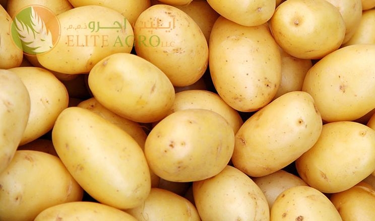 В Арабських Еміратах збільшують вирощування картоплі