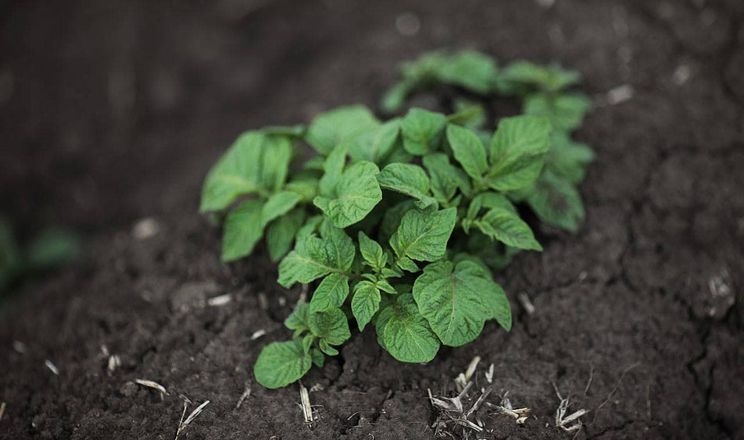 Учені намагаються менше порушувати ґрунт у картопляних сівозмінах