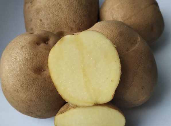 Вітчизняну насіннєву картоплю роздають безкоштовно