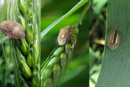 Як кліматичні зміни впливають на розповсюдження шкідників, – науковець