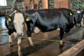 Чому кульгавість після теплового стресу у корів виявляють із затримкою